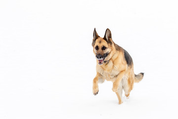 German Shepherd Jumping Running in Snow