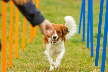 A young australian shepherd dog learns to run the slalom and getting a reward from the owners hand in agility training..