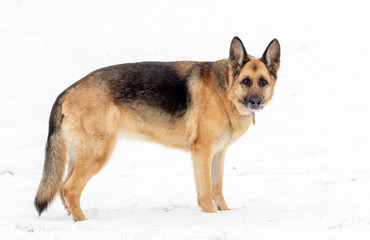 German Shepherd Standing in Snow Facing