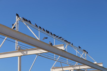 pigeons on wires against the blue sky