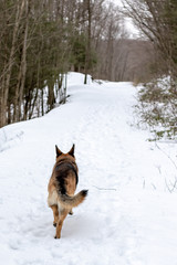 German Shepherd Running Down a Snowy Trail