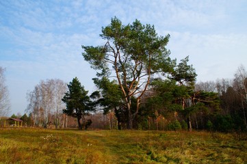 Golden Autumn and large pine tree