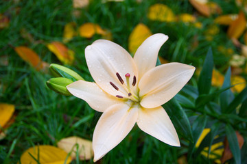 Fototapeta premium Dew on a lily flower of pale pink color