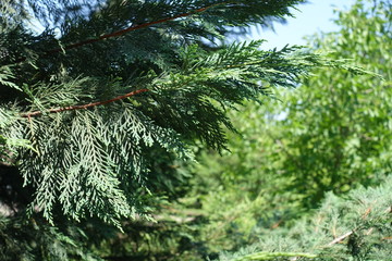 Thin branch of Port Orford cedar in summer