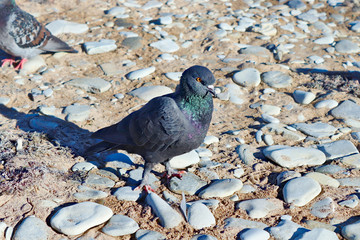 pigeon on the background of stones and sand
