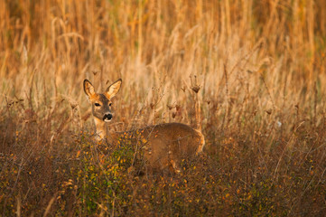 Roe deer standing on meadow