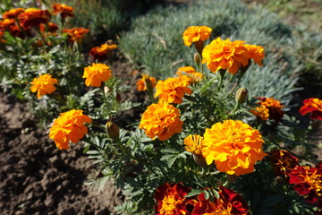 Orange and red flower heads of Tagetes patula