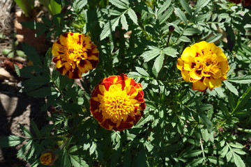 Three red and yellow flower heads of Tagetes patula