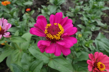 Simple magenta colored flower of zinnia in June