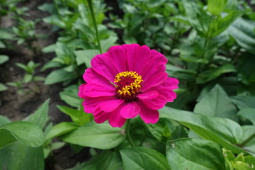 Single magenta colored flower of zinnia in July