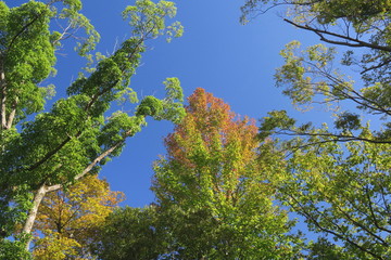 黄葉のモミジバフウと欅と青空