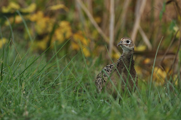 Close up photo of a female pheasant on the grass