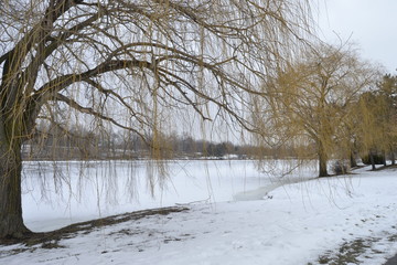 Delawere Park with snow Buffalo NY