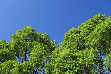 公園の楠と青空