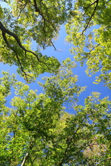 Fototapeta premium 秋の欅と青空
