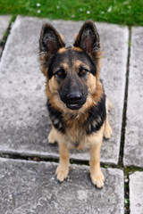 A young German wolfhound long-haired outside.