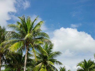 Obraz premium Coconut trees on background of blue sky