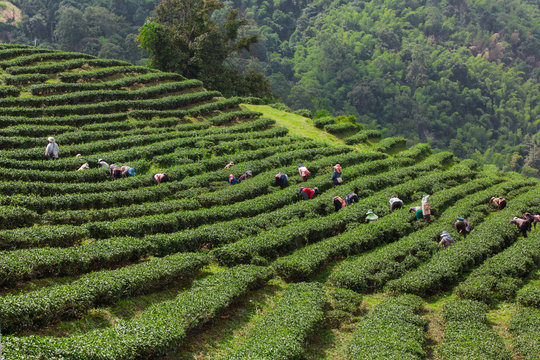 The layered tea garden along the shoulder of the valley surrounded by green nature.