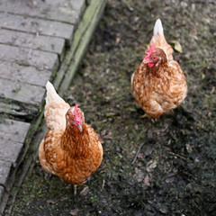 Two hens out in the paddock.