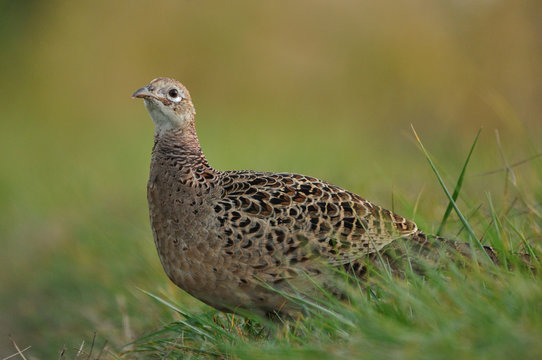 Close up photo of a female pheasant on the grass