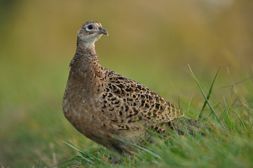 Close up photo of a female pheasant on the grass