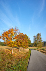 Scenic country road in the morning warm sunlight.