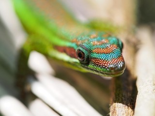 Closeup of a turquoise green gecko