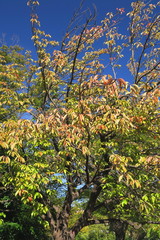 色づき始めた公園の八重桜の木