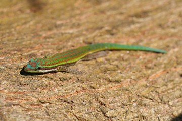 lizard on a tree