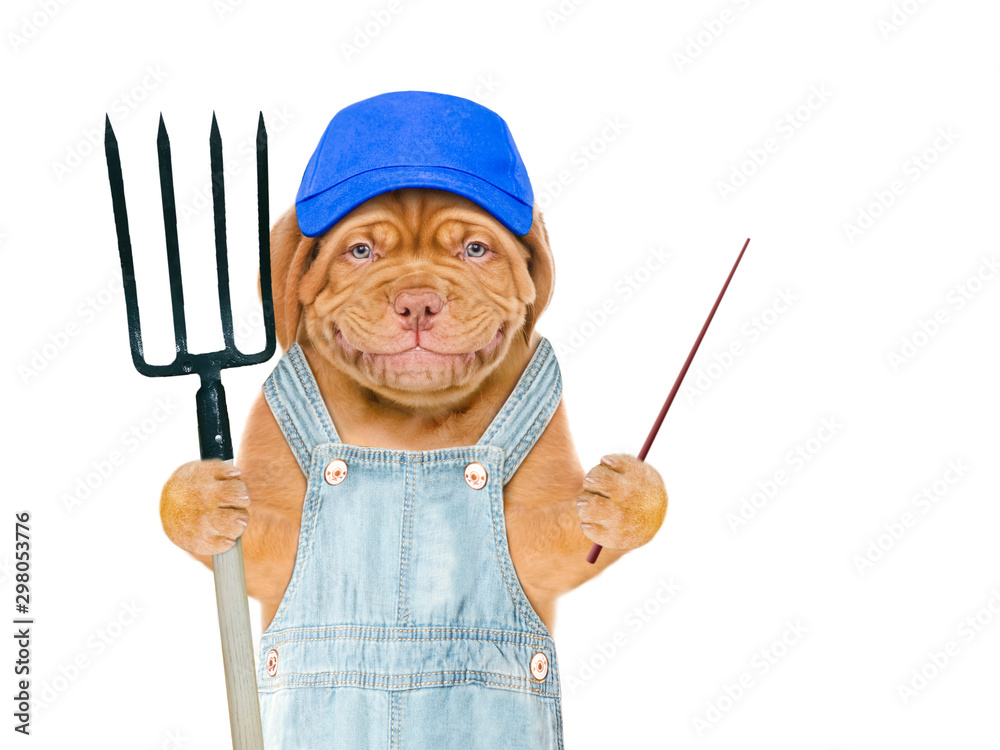 Poster Smiling puppy farmer wearing a blue cap holds pitchfork and points on empty space. isolated on white background