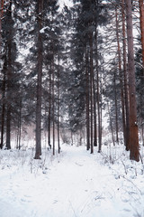 Winter forest landscape. Tall trees under snow cover. January frosty day in the park.