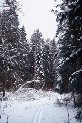 Winter forest landscape. Tall trees under snow cover. January frosty day in the park.