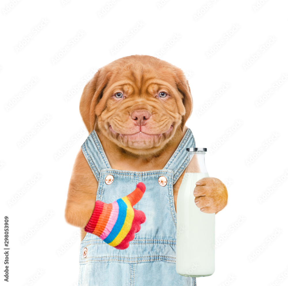 Poster smiling puppy farmer with bottle of the milk showing thumbs up. isolated on white background