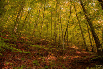 yellow orange leafs of beech tree in a forest.