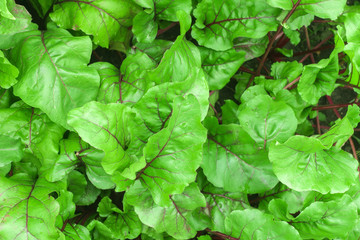 Fototapeta na wymiar natural background of green beet leaves