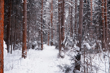 Winter forest landscape. Tall trees under snow cover. January frosty day in the park.