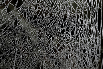 Frosted spider web close up