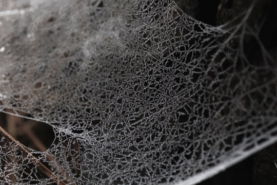 Frosted spider web close up