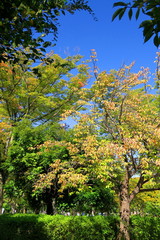 色づき始めた公園の八重桜の木のある公園風景