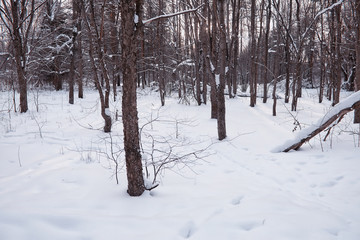 Winter forest landscape. Tall trees under snow cover. January frosty day in the park.