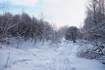 Winter forest landscape. Tall trees under snow cover. January frosty day in the park.