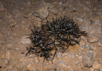 A nocturnal plant grows in a dried up seasonal Zim stream in the desert in southern Israel near the Avdat fortress - obrazy, fototapety, plakaty