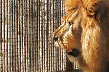 lion close-up profile on the background of zoo cells