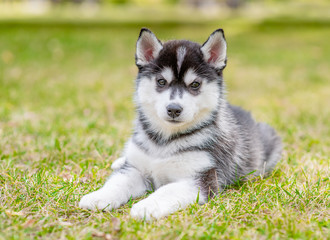Siberian husky puppy lies on green summer grass