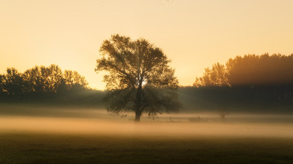 Fototapeta na wymiar Big tree on meadow, foggy weather at morning with sun rays