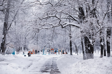 Winter forest landscape. Tall trees under snow cover. January frosty day in the park.