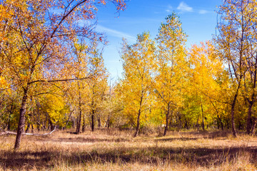 Fototapeta premium autumn forest nature landscape Sunny day