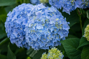 Flower of Hydrangea macrophylla. Blue hydrangea flowers and leaves. Close-up.