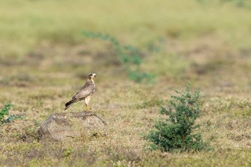 White-eye Buzzard sitting on a termite Mount seen  at Solapur,Maharashtra,India