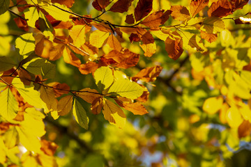 autumn landscape yellow and orange tree leaves backdrop background. Beautiful nature landscape.